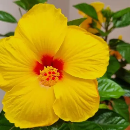 Santiago Del Teide Apartman * Santiago del Teide